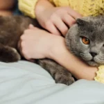jak-pochopit-ze-vas-kocka-miluje-odbornik-jmenoval-5-roztomilych.webp.webp